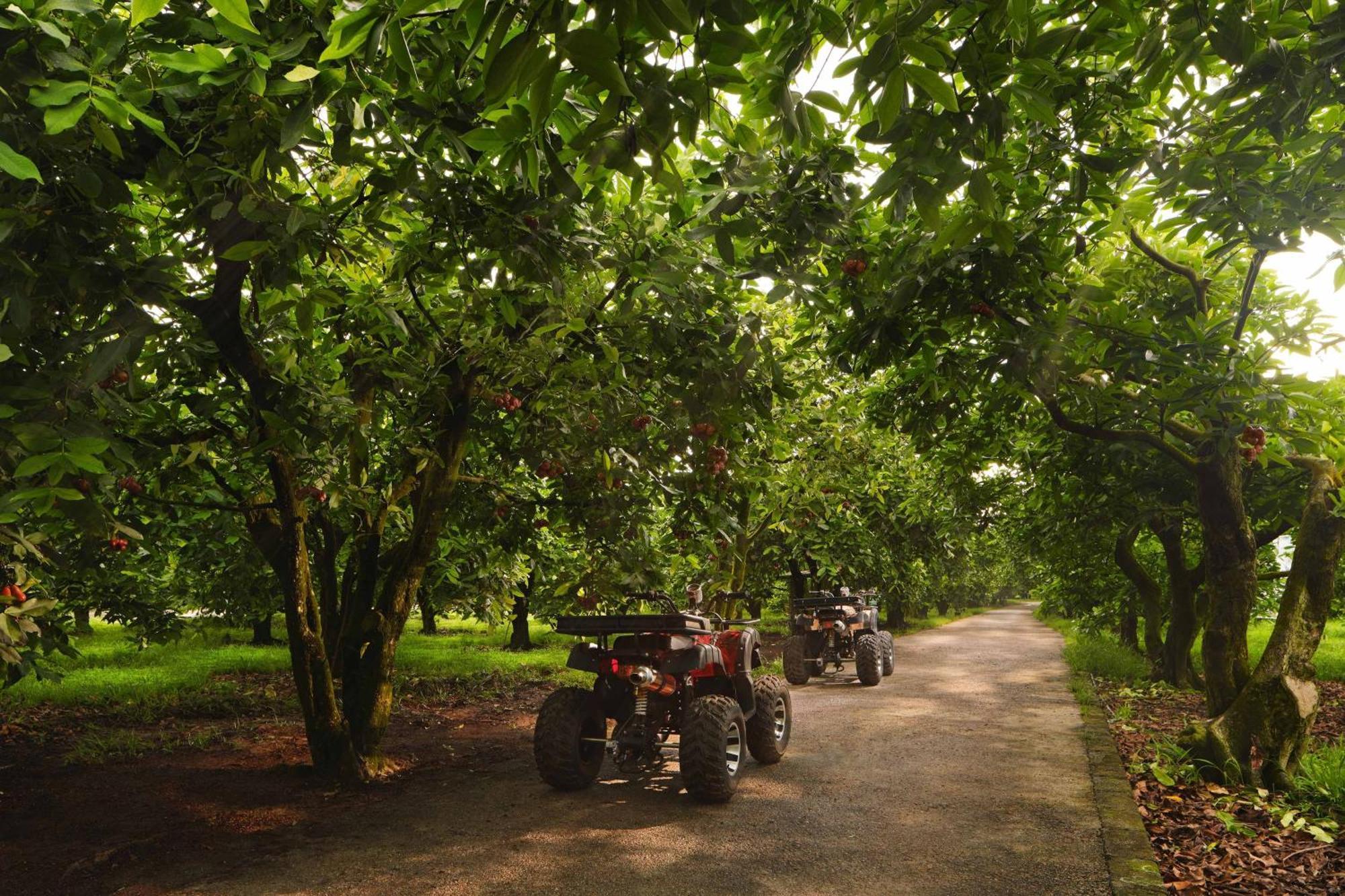 The Westin Desaru Coast Resort Bagian luar foto Chestnut trees in the UK